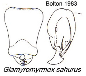 {Pyramica (Glamyromyrmex) sahura}