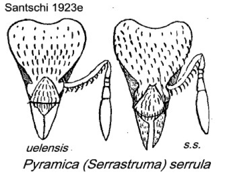 {Pyramica serrula}