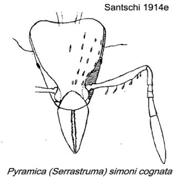 {Pyramica simoni cognata}