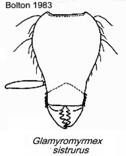 {Pyramica (Glamyromyrmex) sistrura}