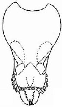 {short description of image}