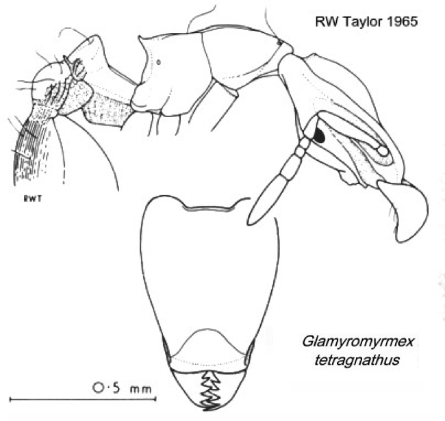 {Glamyromyrmex tetragnatha}