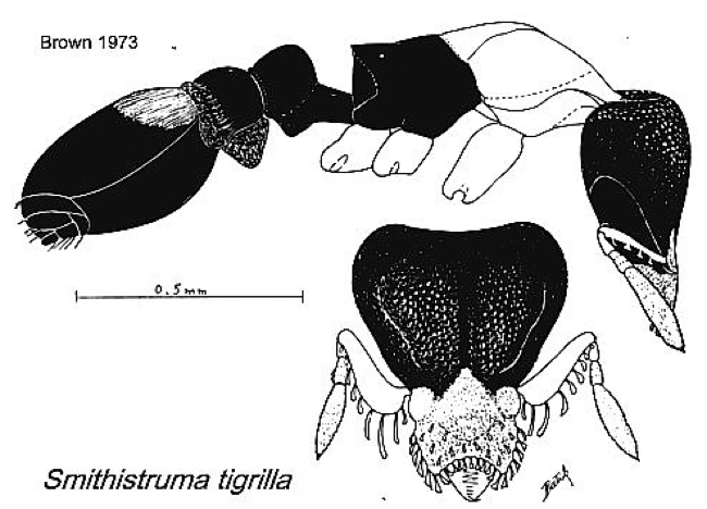 {Pyramica (Smithistruma) tigrilla}