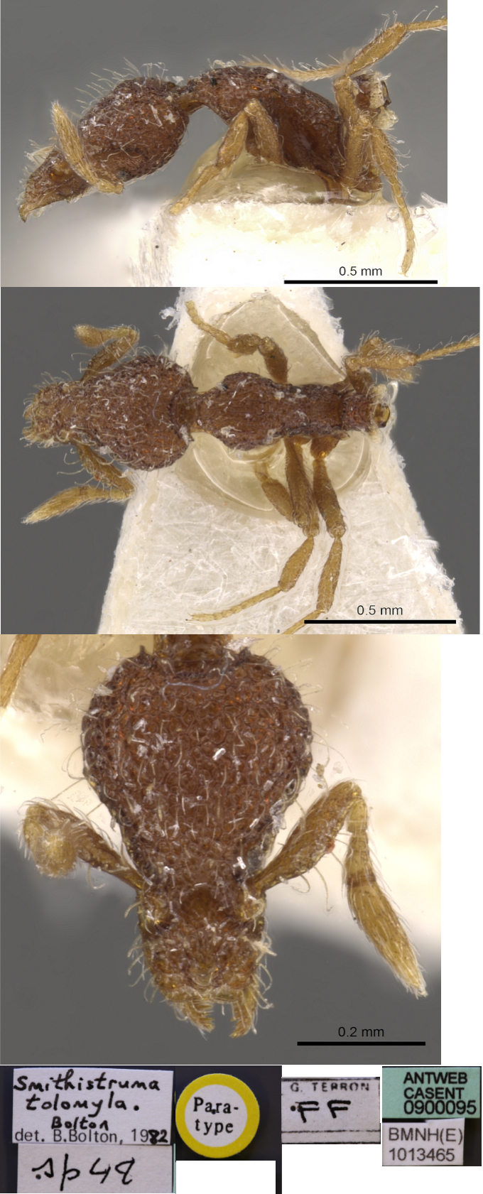 {Pyramica (Smithistruma) tolomyla}