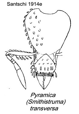 {Pyramica transversa}