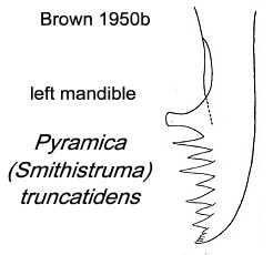 {Pyramica truncatidens mandible}