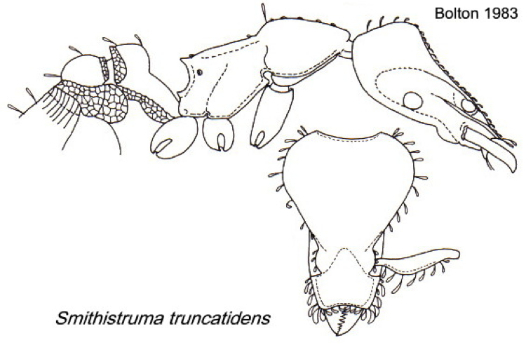 {Pyramica (Smithistruma) truncatidens}