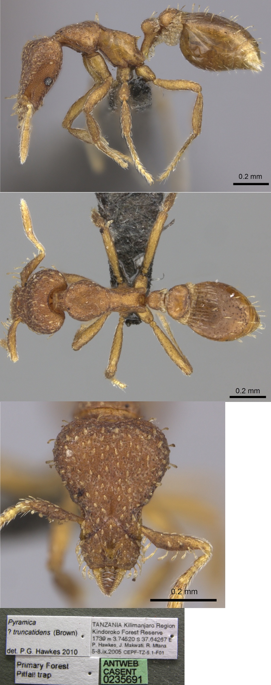 Pyramica truncatidens