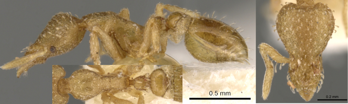 Smithistruma truncatidens