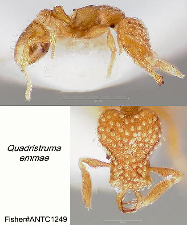 {Quadristruma emmae}