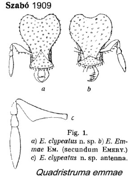 {Quadristruma emmae}