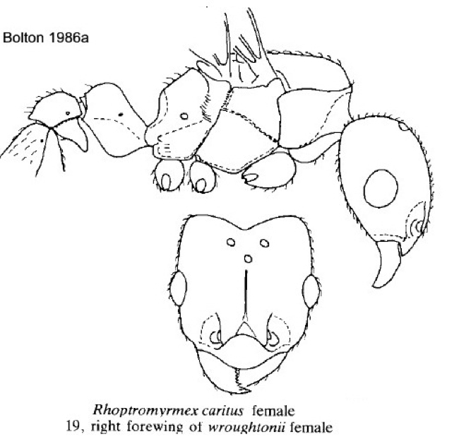 Rhoptromyrmex caritus