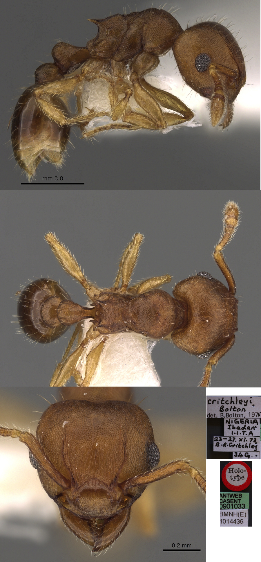 {Rhoptromyrmex critchleyi}