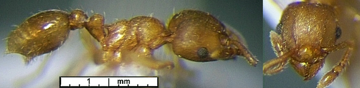 {Rhoptromyrmex critchleyi}