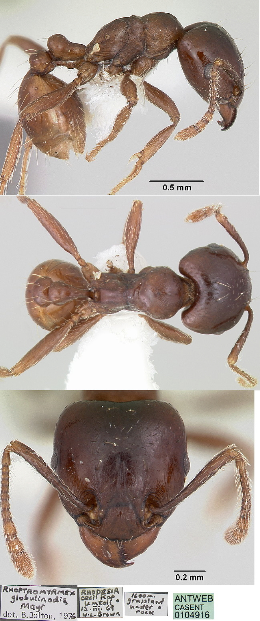 {Rhoptromyrmex globulinodis}