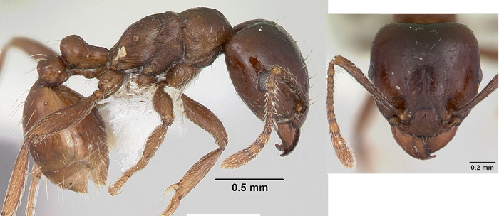 {Rhoptromyrmex globulinodis}