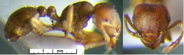 {Rhoptromyrmex opacus}