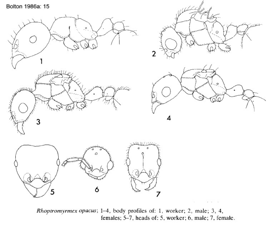 {Rhoptromyrmex opacus}