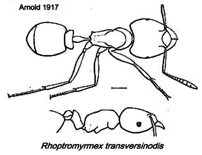 {Rhoptromyrmex transversinodis}