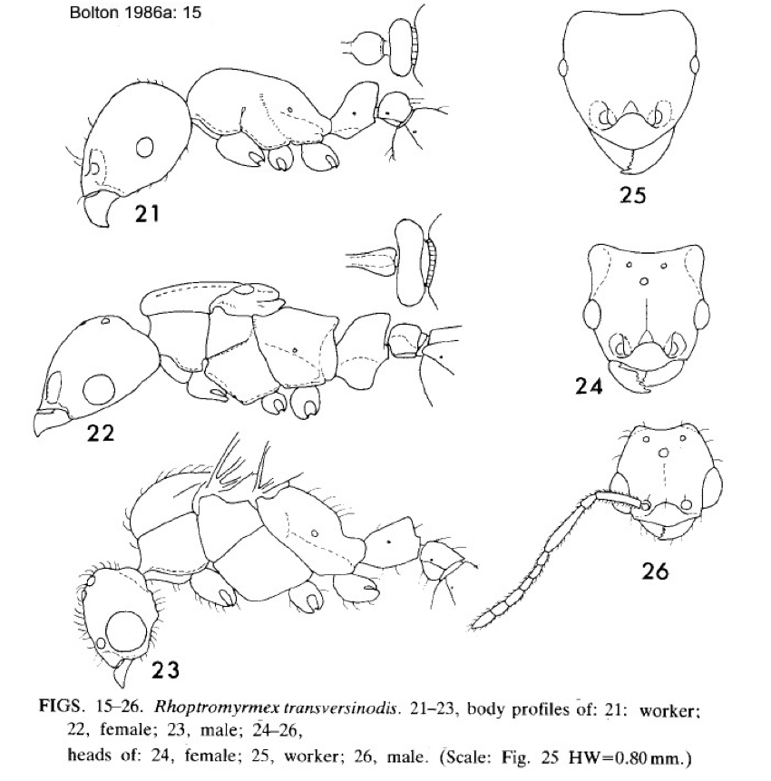 Rhoptromyrmex transversinodis