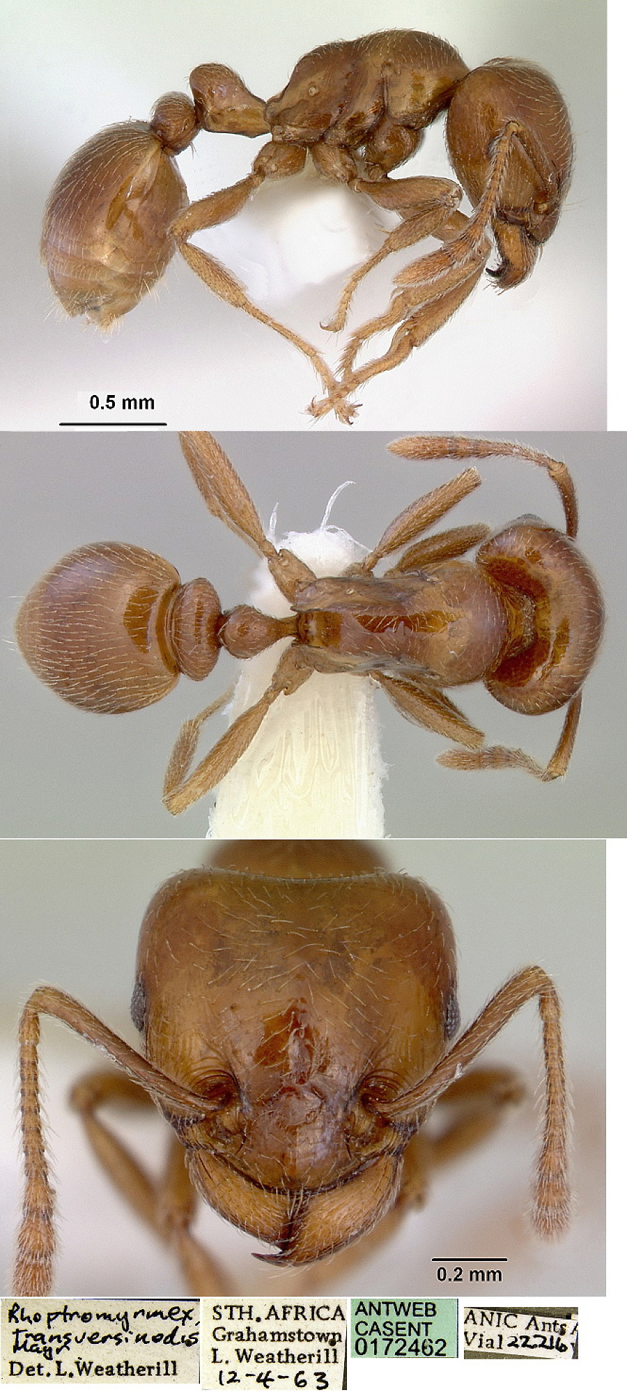 {Rhoptromyrmex transversinodis}