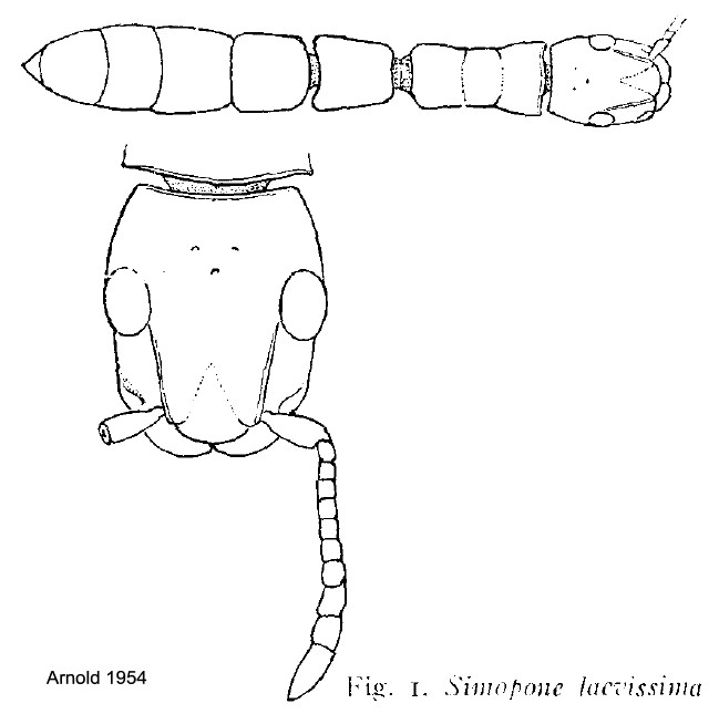 {Simopone laevissima}