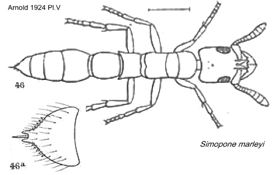 {Simopone marleyi}