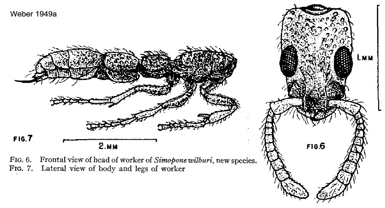 {Simopone schoutedeni wilburi}