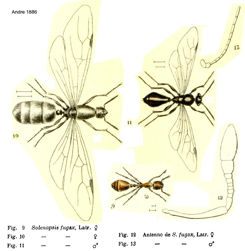 {Solenopsis fugax}