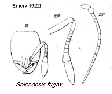 {Solenopsis fugax}