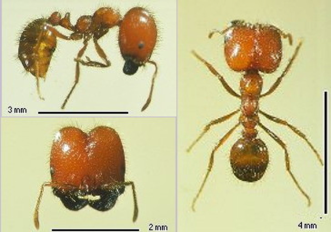 {Solenopsis geminata}