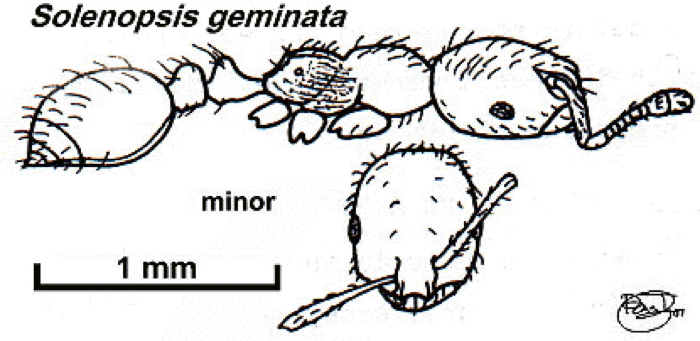 {Solenopsis geminata}