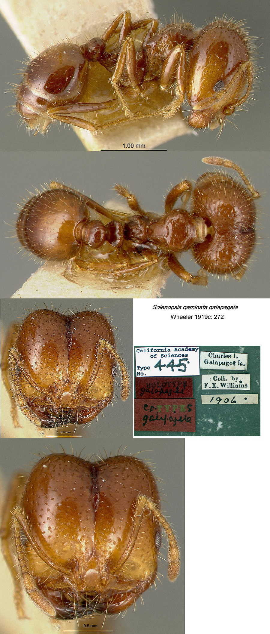 {Solenopsis geminata galapageia}