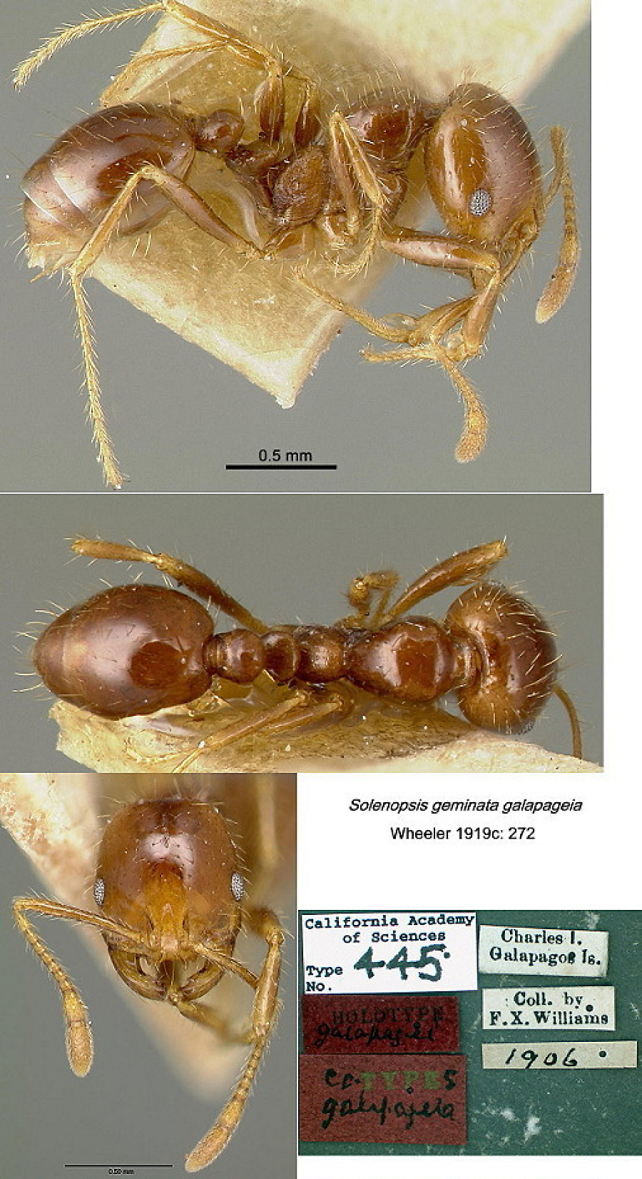 {Solenopsis geminata galapageia minima}