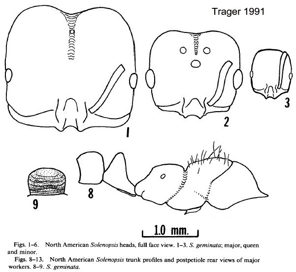 {Solenopsis geminata}