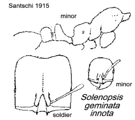 {Solenopsis geminata}