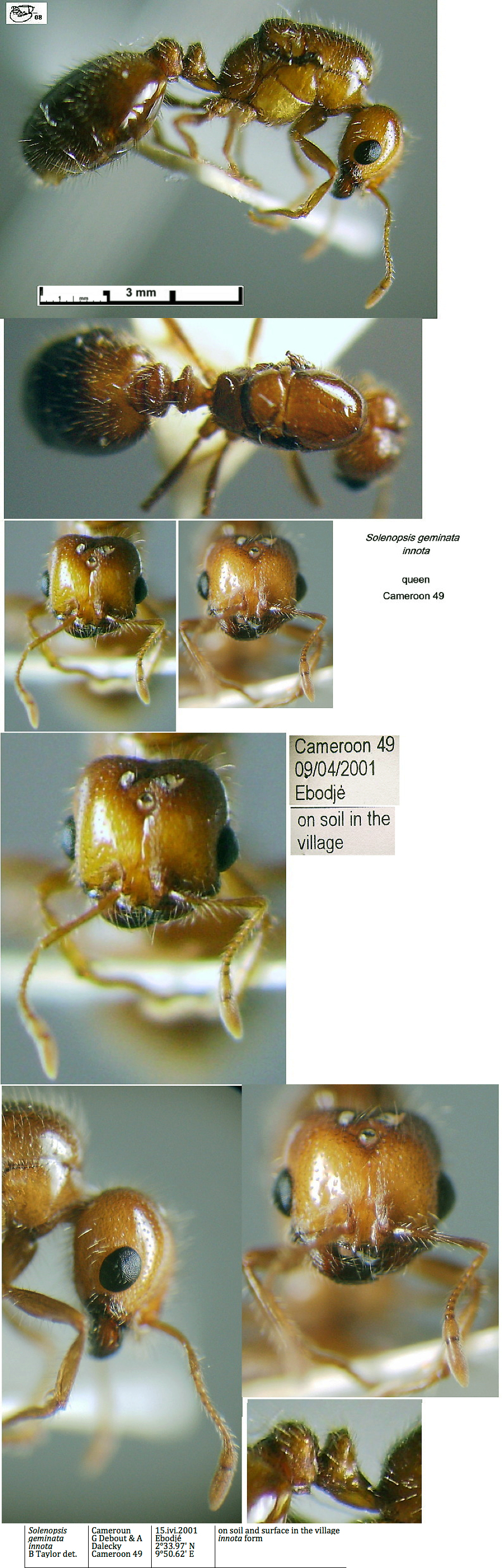 {Solenopsis geminata innota queen}