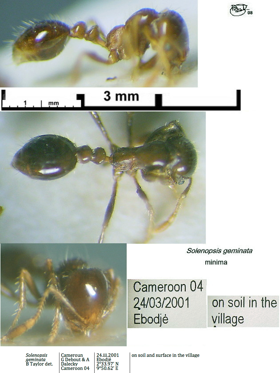 {Solenopsis geminata African form minima}