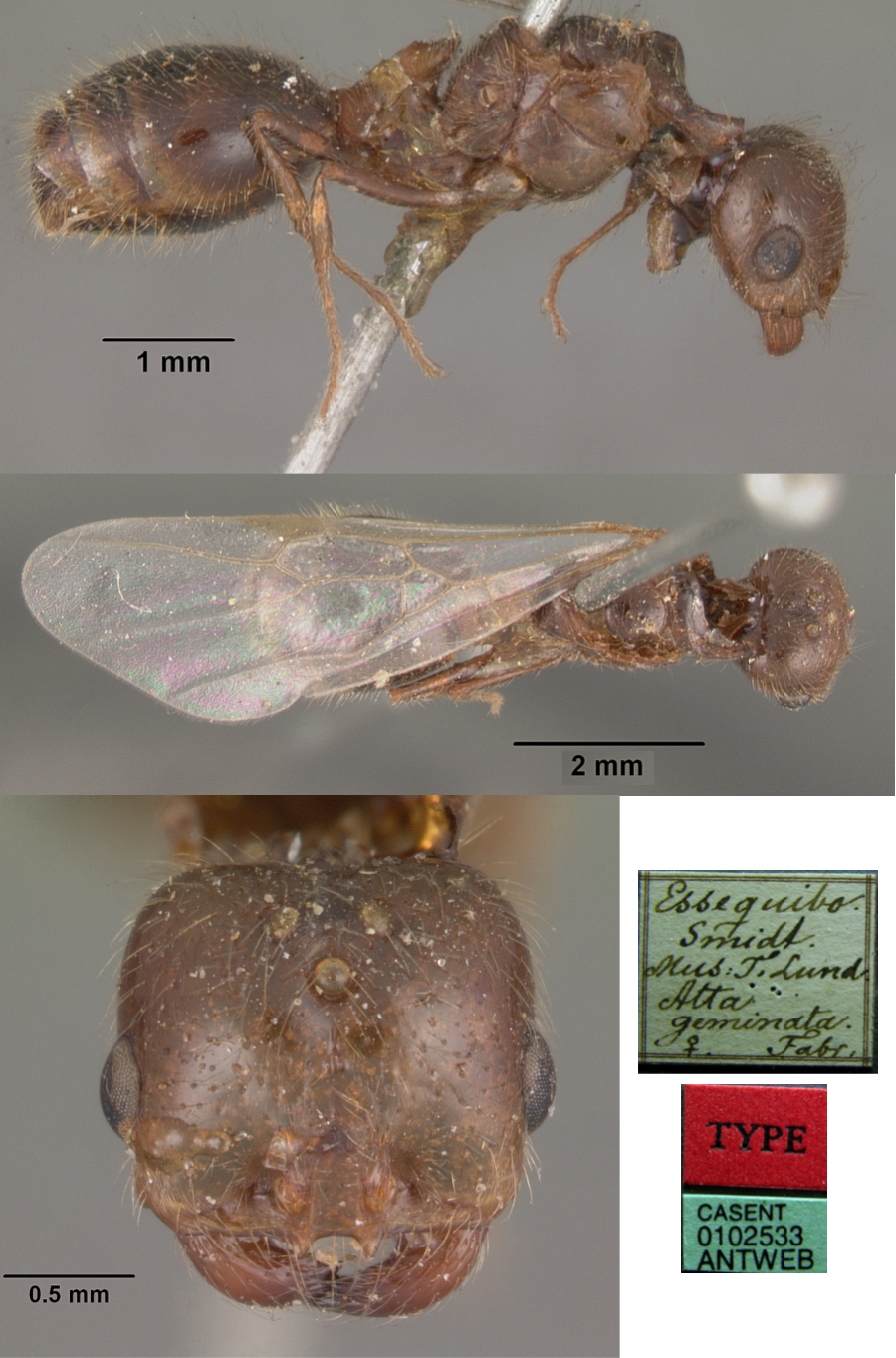 {Solenopsis geminata type queen}