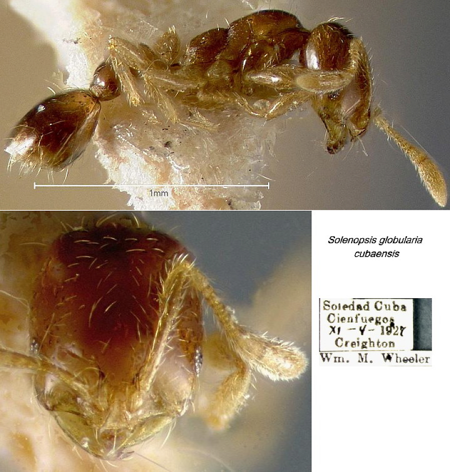 {Solenopsis globularia cubaensis}