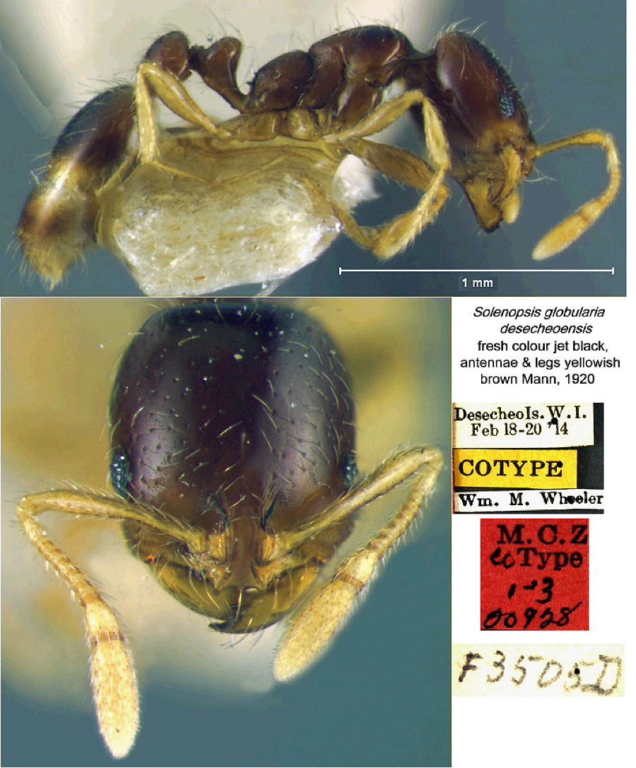 {Solenopsis globularia desecheoensis}