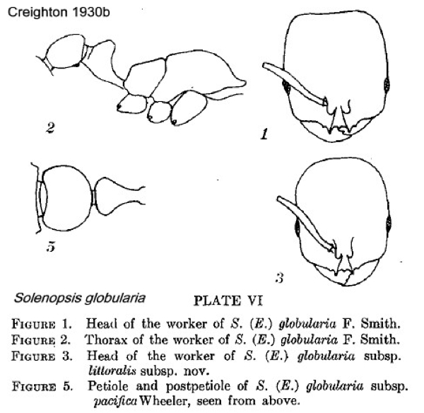 {Solenopsis globularia}