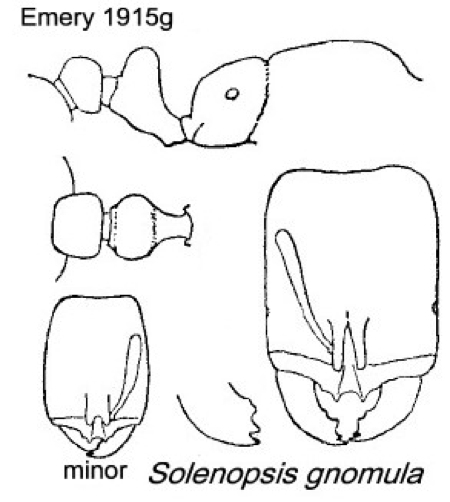 {Solenopsis gnomula}