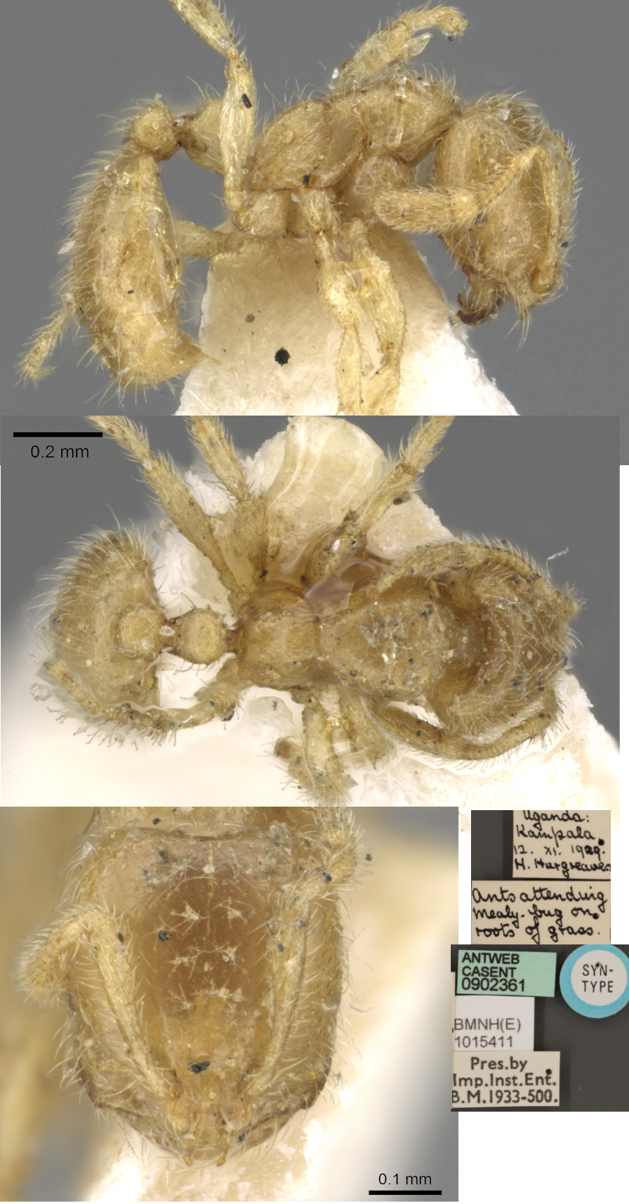 {Solenopsis insinuans}