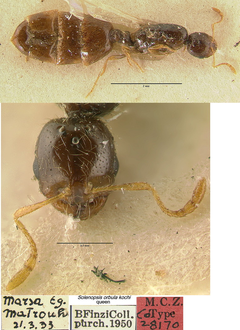 {Solenopsis orbula kochi type queen}