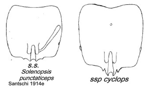 {Solenopsis punctaticeps}