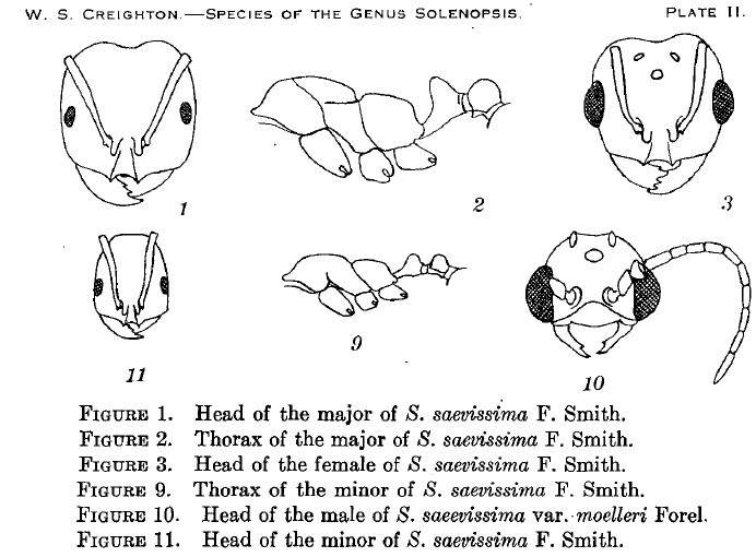 {Solenopsis saevssima}