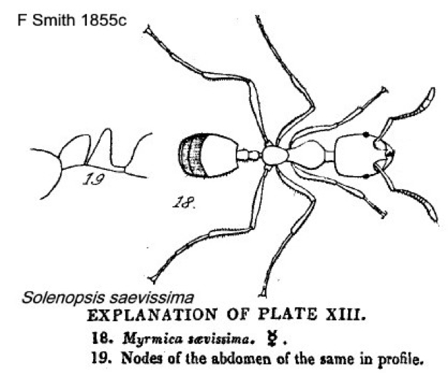 {Solenopsis saevissima}