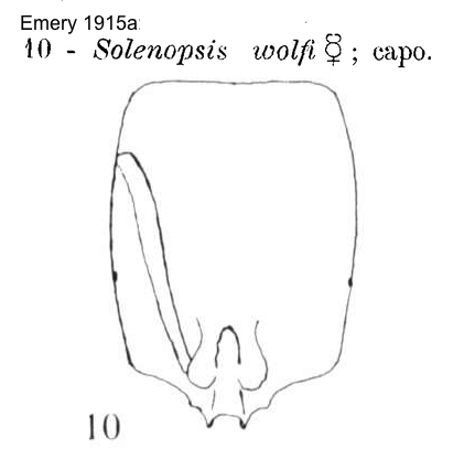 Solenopsis wolfi