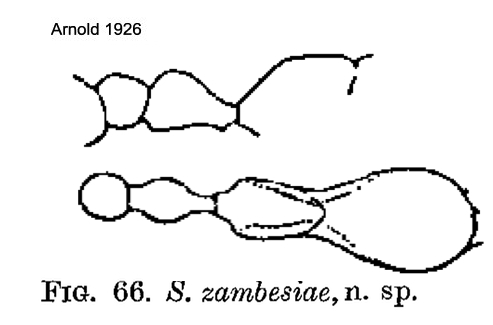 {Solenopsis zambesiae minor}